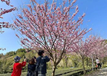 阿里山賞櫻之旅　日夜美景體驗不同風貌