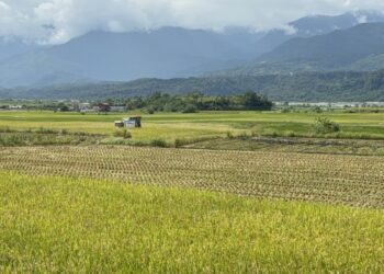 鳳凰颱風逼近　花縣府籲農友嚴防災害