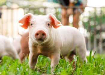 影音/中央畜牧場現代化養豬　創造綠色新價值