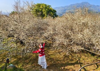 日本人開墾百年、造就新社福興里 梅花森林雪落下、本週大爆發、賞期到農曆年