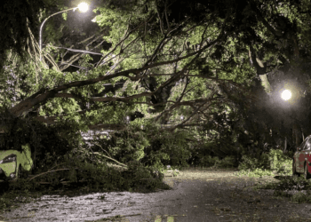 路樹倒塌影響交通 新北呼籲雇主不扣薪不扣全勤 勞檢處提醒雇主三步驟保障勞工