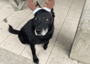 混種母犬罹患膀胱結石 新北動物之家成功手術救治 現期待有心人收養呆妞