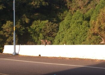 影音/啥?小心猴子、藍鵲和穿山甲 佛大生態豐富學校立牌警示