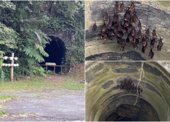 串聯舊太平山林鐵隧道遺跡　樂水部落小旅行新賣點