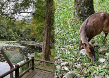 影音/山陀兒颱風來襲　福山植物園9/30至10/2預警性休園