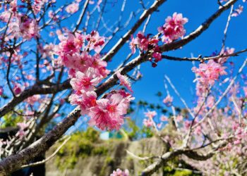 黃花風鈴木、櫻花、瑞里麝香木初綻放　邀您來嘉義賞花