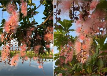 尋花探勝∕風華正盛　遊賞穗花　此其時矣