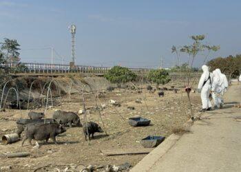 違規廚餘養豬屢勸不聽　家畜所開罰346萬元