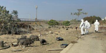 違規廚餘養豬屢勸不聽　家畜所開罰346萬元