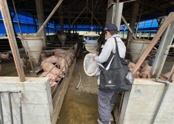 嘉義縣出現首例日本腦炎　籲民眾落實防疫
