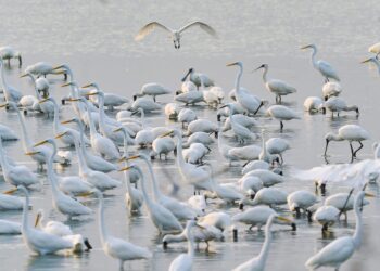 影音/候鳥季登場 賞候鳥嘉義東石、布袋濕地親子好去處