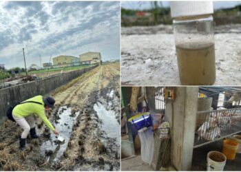 今年首現日本腦炎！ 高雄增2例本土病例　6旬男發病9天不治