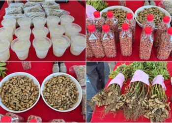 影音/好吃土豆來了 五結沙地花生採收開賣