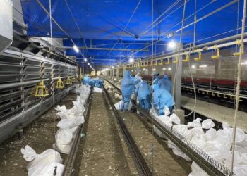 雲縣府啟動禽流感疫情警報　強化防疫措施