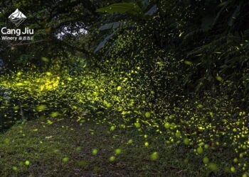 一年一度螢光盛典限定開跑中！全台獨有賞螢探險就在宜蘭「藏酒酒莊」