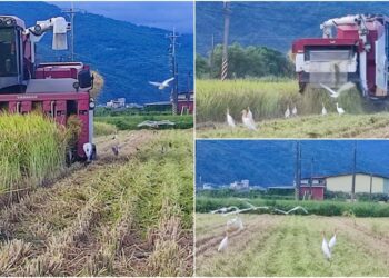 影音/恐有颱風來襲 農友忙收割 鳥群享美食