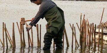 布袋鹽田設護鳥圍籬　打造安全繁殖環境守護小燕鷗
