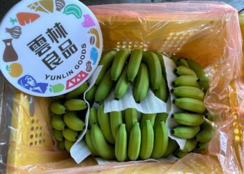 睽違十年雲林烏龍蕉進軍海外市場　首上架韓國超市、批發市場等通路