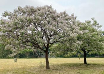 嘉市北香湖公園南洋櫻盛開　賞櫻免出國