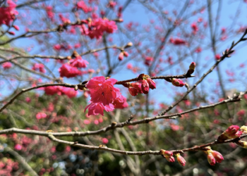 桃園賞櫻去 環保局精選3大公園 美景、空氣品質一次滿足