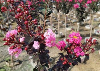 影音/盛夏紫薇花盛開花季　田尾美麗秘境網紅美景取點拍照勝地