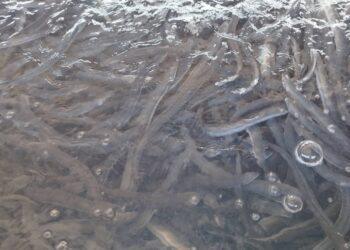 氣候變遷打亂捕苗期　台灣鰻魚產量縮減出口僅剩四分之一