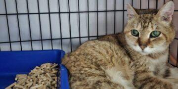 雖然看不見,但我很溫柔!板橋 10 歲盲貓「花奶奶」成功康復 等待生命中的守護者