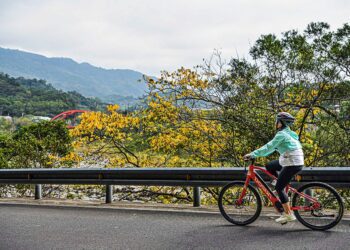 『花現參山』秋冬單車尋花蹤　租用公共自行車旅遊獅頭山更輕鬆 落羽松、無患子、楓葉即將進入轉紅及染黃最美時節