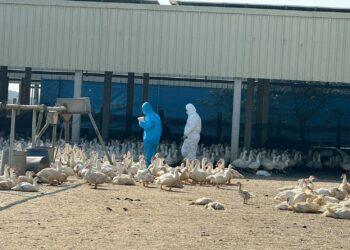 雲林入冬首例禽流感案例 籲「禽」落實生物安全