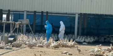 雲林入冬首例禽流感案例 籲「禽」落實生物安全