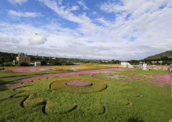 桃園花彩節盛事 蘇俊賓現場祝賀 大溪8公頃花田美不勝收