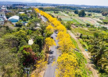 黃金風鈴木花季報到　嘉市必訪熱點超吸睛