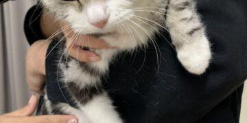 房客失聯竟棄養愛貓「留守空屋」 嘉義縣重罰11萬元