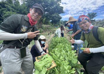在都會區找回土地連結！新北原民局推野菜食農教育 打造頂級心靈環保大課堂