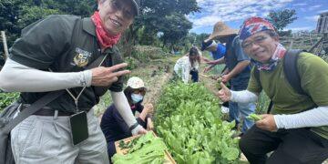 在都會區找回土地連結！新北原民局推野菜食農教育 打造頂級心靈環保大課堂