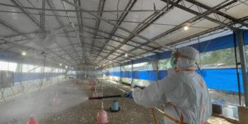 南市後壁雞場確診H5N1禽流感 撲殺上萬隻蛋中雞