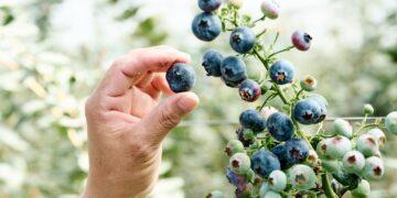 昨天還在樹上的藍莓！2026山丘藍產季開始！來自阿里山的現摘藍莓 每日產地直送今年產量有限 僅在官網銷售