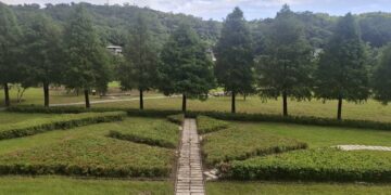 新北貢寮環保公園綠美化完工 打造落羽松圖騰小步道與繽紛花海