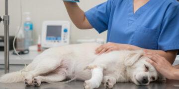 動物癌症治療的新里程碑！免疫治療結合DR70-vet腫瘤監測　揪出毛孩的無聲警訊