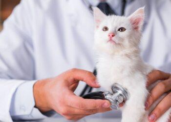 星寵控股股份有限公司攜手華南銀行   佈局寵物信託市場