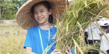 三百人齊聚雙溪上林　體驗割稻傳承食農教育精神