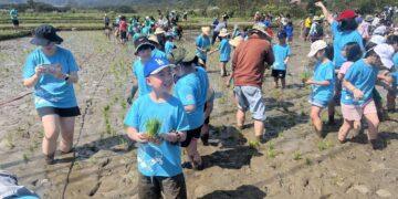 春分插秧播下生態希望 金山彩田深化生態保育觀念