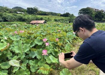 盛夏賞蓮好去處 新北市金山區六三社區邀民眾體驗田園風光