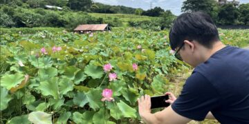 盛夏賞蓮好去處 新北市金山區六三社區邀民眾體驗田園風光