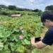 盛夏賞蓮好去處 新北市金山區六三社區邀民眾體驗田園風光