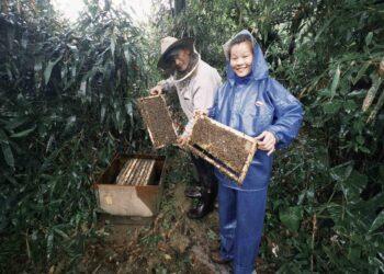 世界蜜蜂日新北發光！26歲青農闕莉恩放棄穩定工作 返鄉打造平溪「三耕早」珍稀野蜜