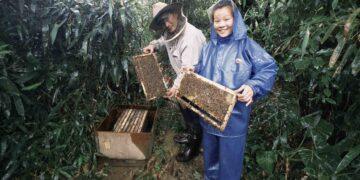 世界蜜蜂日新北發光!26歲青農闕莉恩放棄穩定工作 返鄉打造平溪「三耕早」珍稀野蜜