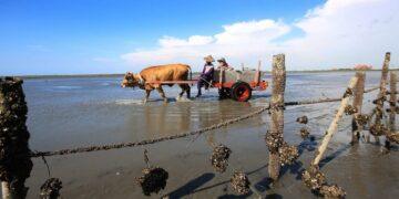 海牛文化重要推手辭世 彰化縣「海牛文化」保存者魏清水今獲褒揚