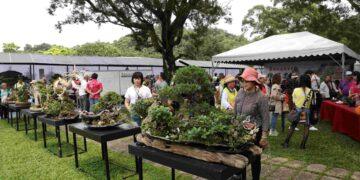 百年老樹搬進綠博！ 一盆一世界方寸之間看見山林氣韻