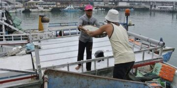 維護海洋資源永續發展 新北實行魩鱙禁漁期 違者最高可處十五萬元罰鍰